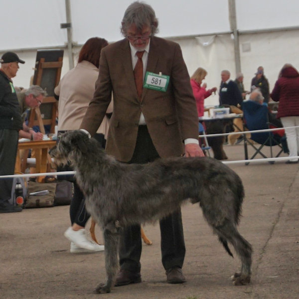 1st Yearling Dog